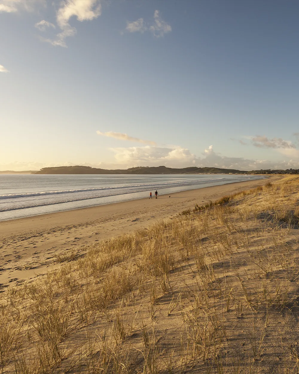 Omaha and Tawharanui beaches