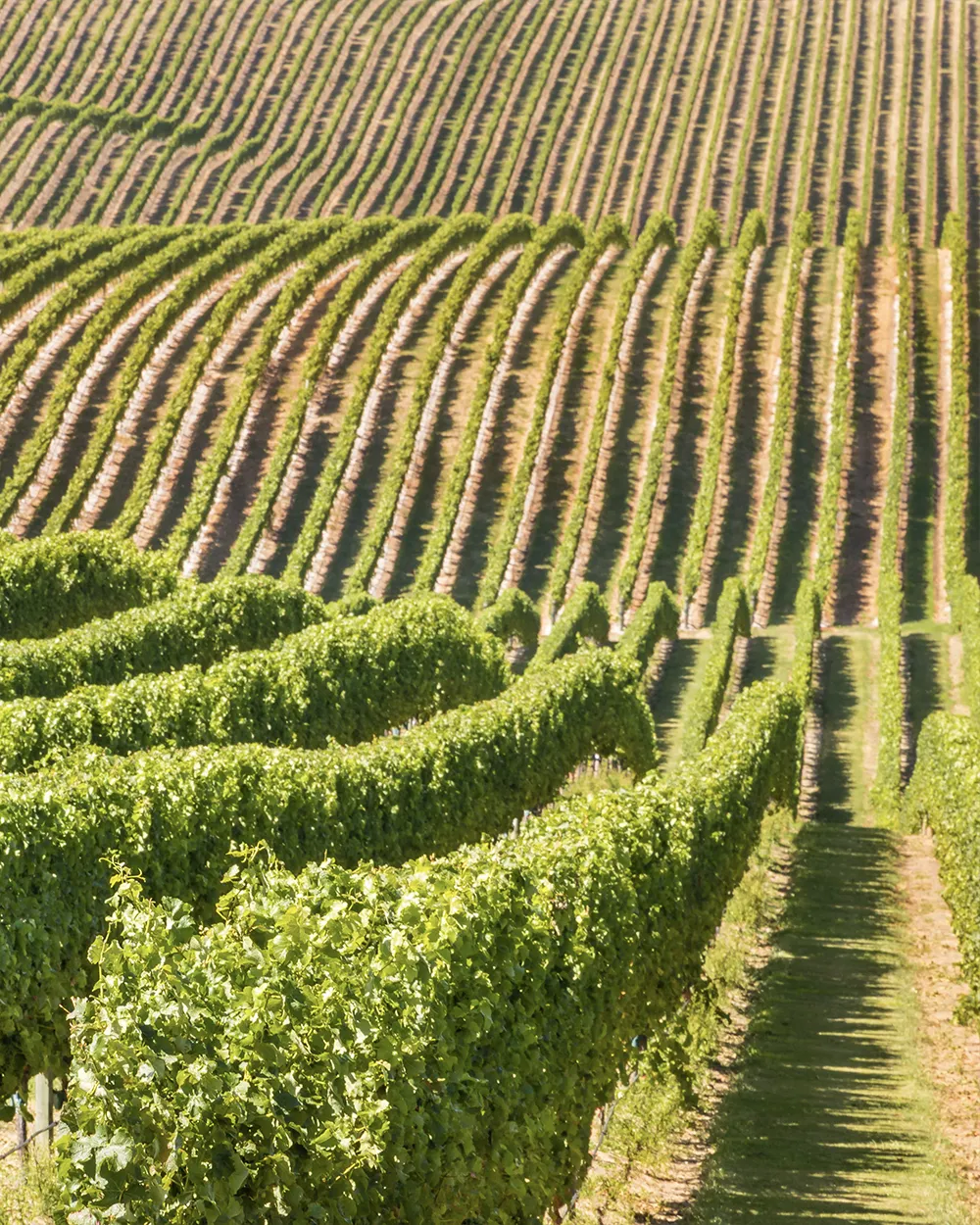 Matakana wineries
