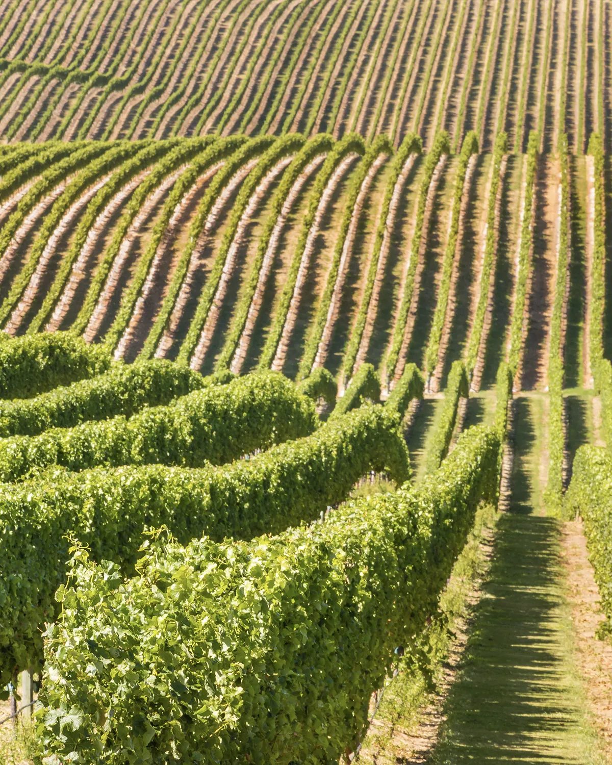 Matakana vineyard
